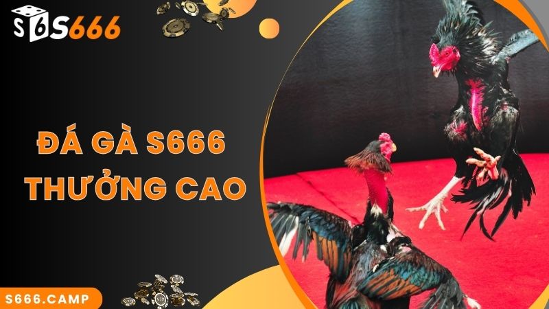 S666 Đá Gà - Theo Dõi Đá Gà Trực Tiếp Mãn Nhãn Và Cược Đa Dạng 4 Gia nhập đá gà online S666 đặt cược nhận thưởng cao