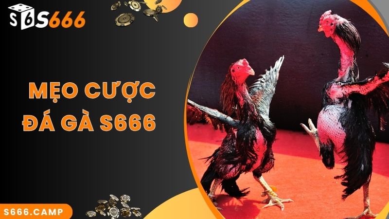 S666 Đá Gà - Theo Dõi Đá Gà Trực Tiếp Mãn Nhãn Và Cược Đa Dạng 6 Mẹo cược đá gà mới và hiệu quả nhất năm 2024