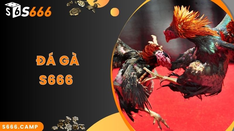 S666 Đá Gà - Theo Dõi Đá Gà Trực Tiếp Mãn Nhãn Và Cược Đa Dạng 1 S666 Đá Gà - Theo Dõi Đá Gà Trực Tiếp Mãn Nhãn Và Cược Đa Dạng