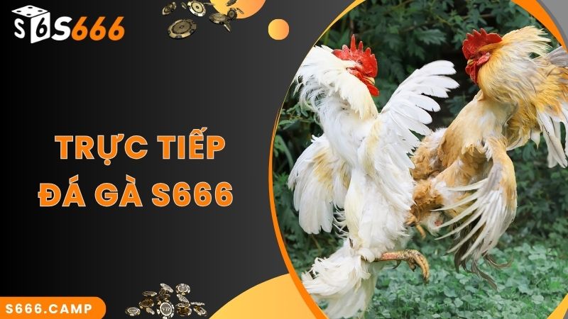 S666 Đá Gà - Theo Dõi Đá Gà Trực Tiếp Mãn Nhãn Và Cược Đa Dạng 3 Theo dõi trận đấu đá gà trực tuyến cùng S666 mới nhất