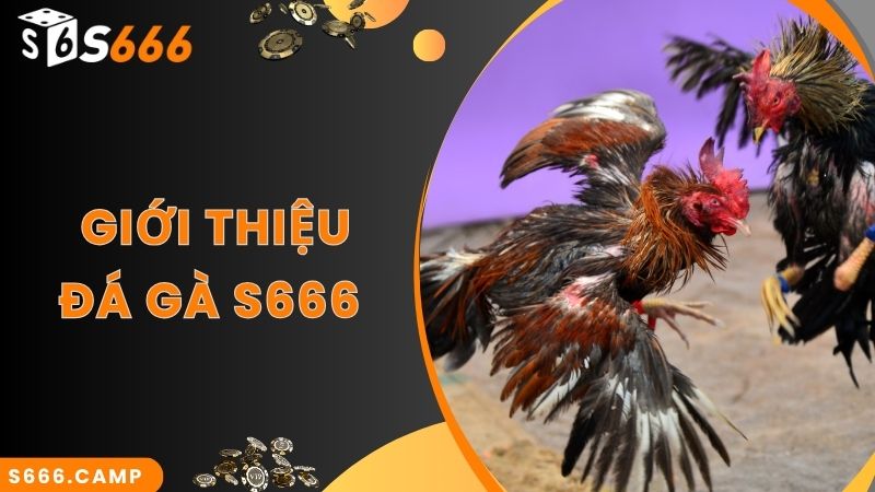 S666 Đá Gà - Theo Dõi Đá Gà Trực Tiếp Mãn Nhãn Và Cược Đa Dạng 2 Thông tin sảnh cược S666 đá gà trực tuyến cực hấp dẫn